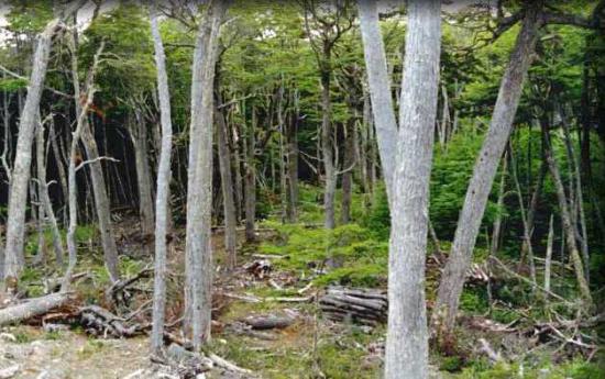 bosques