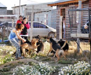 Los perros asilvestrados continúan afectando a toda la sociedad fueguina.