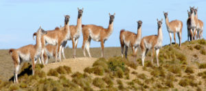 Así lo confirmó la directora de Recursos Naturales de Santa Cruz, Amanda Manero, quien brindó detalles sobre el encuentro que mantuvo el Consejo Agrario con autoridades nacionales para avanzar en el Plan Provincial de Manejo del Guanaco el cual ya está en marcha y permite el tránsito federal de los productos derivados del guanaco.