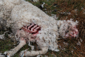 Los estragos provocados por los perros asilvestrados sobre el ganado ovino es evidente.