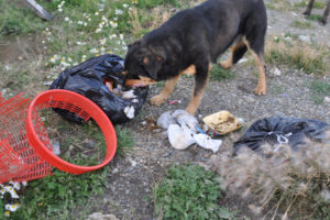 La problemática de los perros sueltos es uno de los focos del estudio.