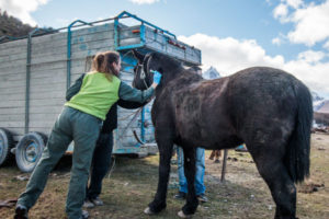 En el caso de los caballos que fueron capturados en el Parque Nacional se notificó al Juez que interviene en la causa y que indicó mediante resolución judicial que el Municipio debía intervenir en la captura de equinos en el lugar.