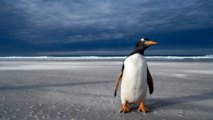 Más de la mitad de los pingüinos del mundo están en peligro de extinción