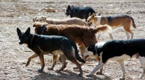 El legislador radical remarcó que la problemática de los perros asilvestrados no sólo afecta fuertemente en la salud pública, sino también “en la producción local, en el turismo, porque la mayoría de los turistas que visitan Tierra del Fuego, lo primero que preguntan es dónde pueden comer cordero fueguino”.