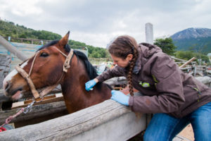 En el caso de los caballos que fueron capturados en el Parque Nacional se notificó al Juez que interviene en la causa.