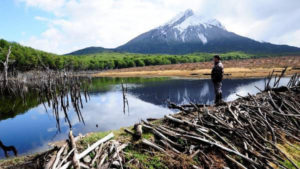 Plaga de castores en el Parque Nacional Tierra del Fuego, Ushuaia.