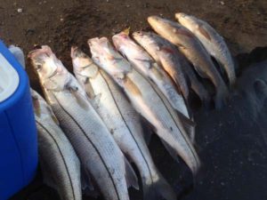 Alazard dijo que los vecinos que vayan a visitar la costanera “no solo se va a encontrar con el torneo de pesca, sino también con una feria donde emprendedores locales van a ofrecer sus productos”.