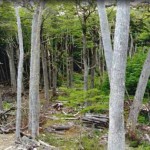 El centro de investigación forestal tendrá una delegación en la provincia