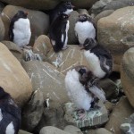 Pingüinos penacho amarillo cambian su plumaje en la costa