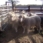 Nueva raza de ovinos en Tierra del Fuego