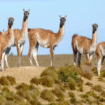 Avanza el Plan Provincial de Manejo del Guanaco en Santa Cruz