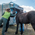 Realizaron el control de chipeo de los caballos capturados