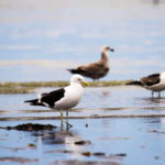 El miércoles inicia el 7º Festival de Aves de la Reserva Costa Atlántica