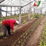 Impulsan un polo productivo frutihortícola en Tolhuin