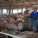 Dos productores apuestan a la producción de carne de cerdo de calidad