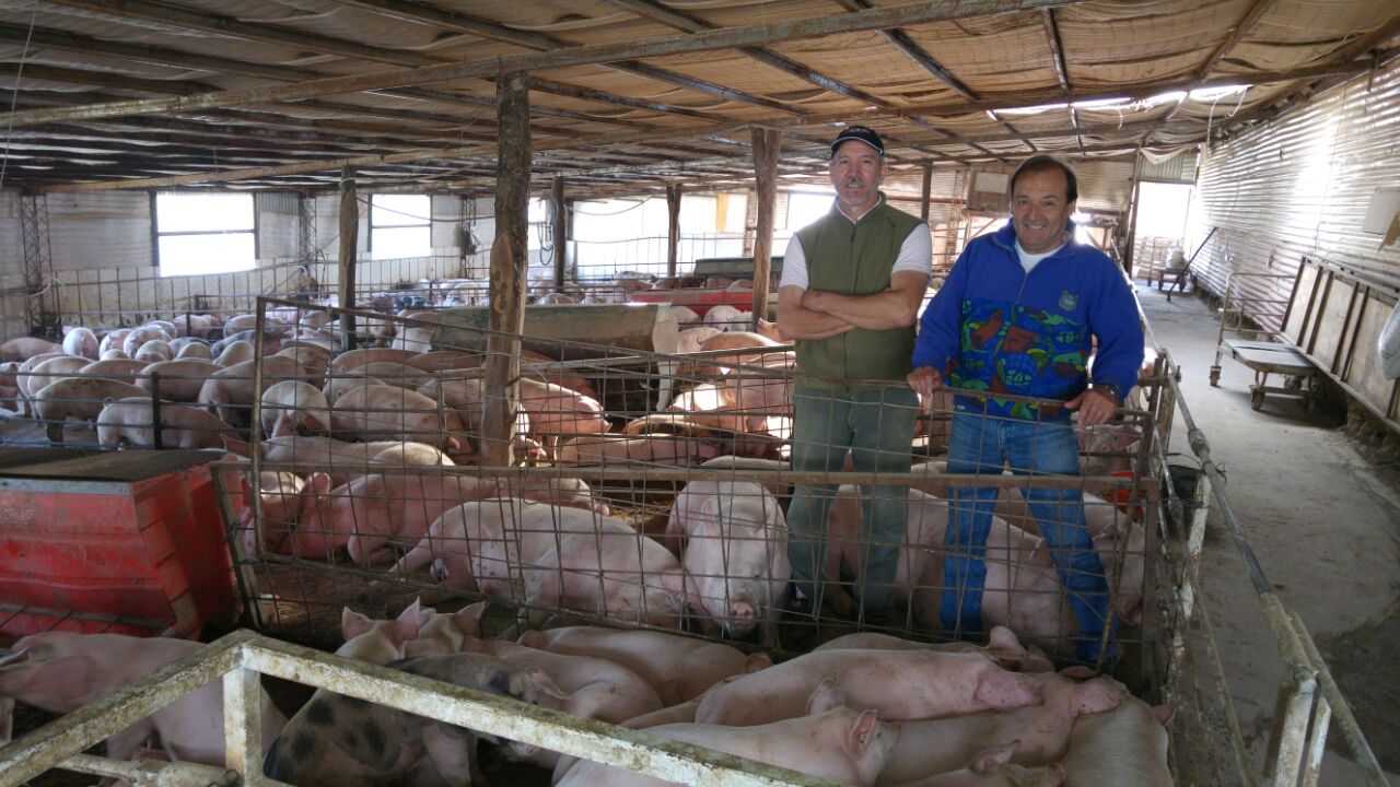 Los productores Pedro López y Claudio Disavia se refirieron a la producción de carne de cerdo de primera calidad en el Establecimiento ‘La Antena’, a 20 kilómetros del paraje homónimo.