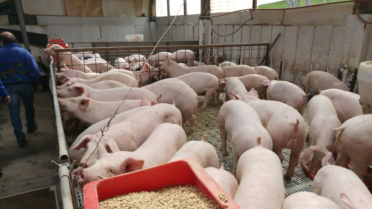 “Vamos sumando madres y por lo tanto lechones y se precisa más espacio para la recría; de la recría pasan al engorde y cuando sacamos un lote de 60 animales de la recría con 30 a 35 kilos y en la zona del engorde ya tienen más de 60 kilos y por lo tanto se necesita más espacio porque es otra etapa”, explicó el entrevistado.