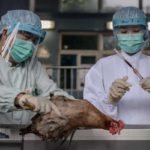 OMS carece de evidencia de transmisión prolongada de gripe H7N9 entre humanos