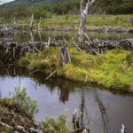 Se realizó la 24º reunión de la Comisión Consultiva de Bosque Nativo