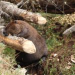 Ushuaia: Aportarán $5 millones para erradicar al castor