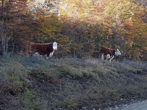 Los animales habían sido trasladados a fines de noviembre al puesto denominado "La Estrella", a unos 22 kilómetros del casco de la estancia, para la veraneada con un cuidador. Pero, cuando en abril se inició el arreo de los animales hacia los corrales de la estancia, constataron que habían desaparecido los 297 ejemplares, entre vacas y terneros.