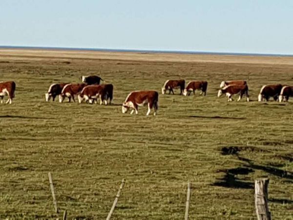 La Estancia Pirinaica de Jorge Sevillano sufrió la pérdida de unas 300 vacas, noticia que trascendió a nivel nacional porque se trata de un valor de casi seis millones de pesos.