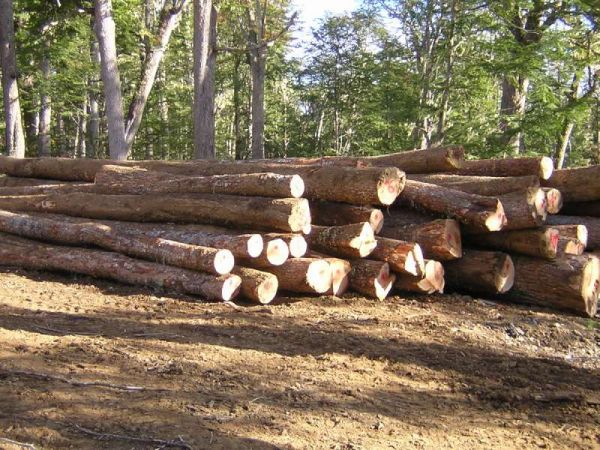 La falta de una política de Estado amenaza a la industria forestal en el Corazón de la Isla.