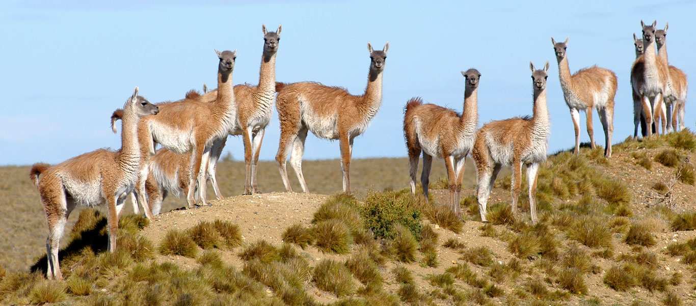 Unos 300 guanacos fueron faenados para venta provincial de carne esta temporada sólo en Río Gallegos, y sendos mataderos en Fitz Roy y Puerto Deseado lo distribuyen en carnicerías y restoranes de la zona norte de Santa Cruz.