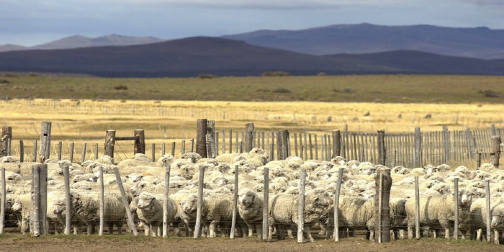 . El número de ovinos, y por la cantidad de perros asilvestrados que hay, va a seguir disminuyendo y eso es lo que más preocupa al sector".