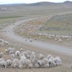 Estancia Viamonte denunció el robo de tres mil ovinos y una pérdida económica de tres millones de pesos