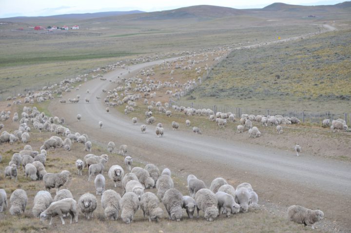 Tres mil ovinos desaparecieron en el mes de septiembre del establecimiento rural Viamonte.