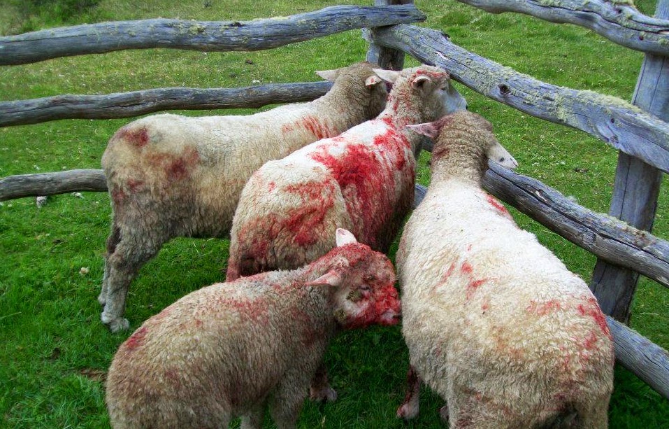 “Lamentablemente ha disminuido la producción ovina considerablemente en la provincia y todavía estamos lejos de poder mitigar este problema".