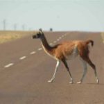 Presencia de guanacos: Solicitan a la comunidad transitar con suma precaución