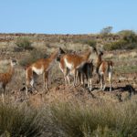 La comercialización de la carne del guanaco se afianza positivamente en Santa Cruz