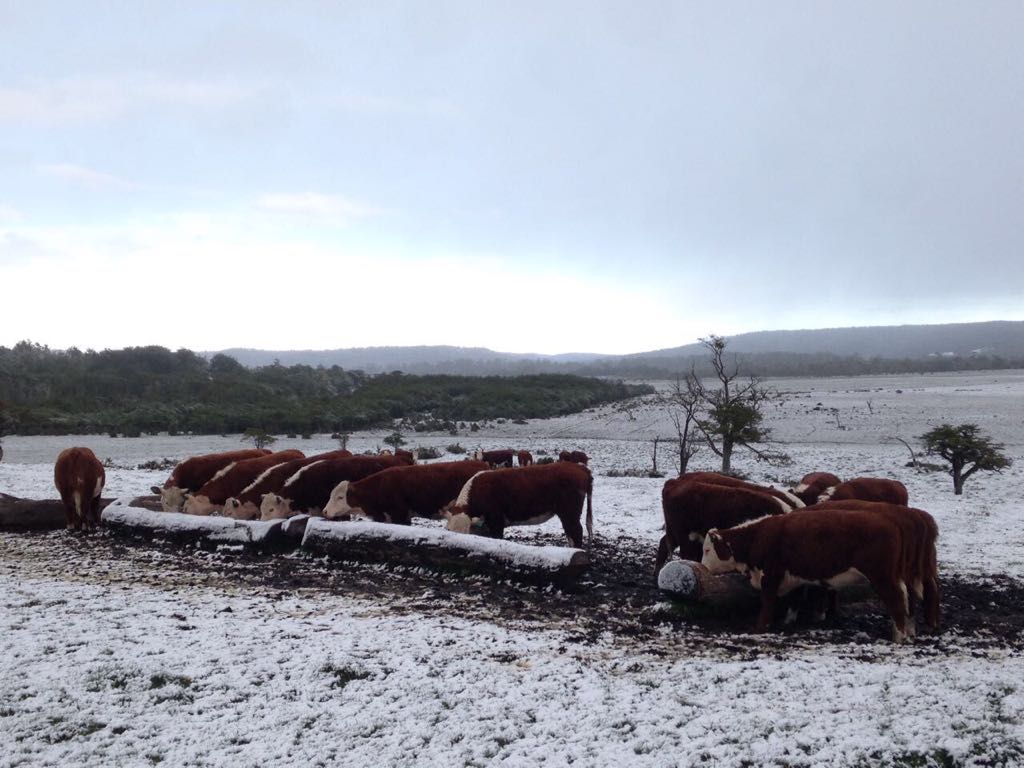 Demanda de Lenga Patagonia contra Glisud