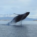 Una ballena jorobada sorprendió en el canal Beagle