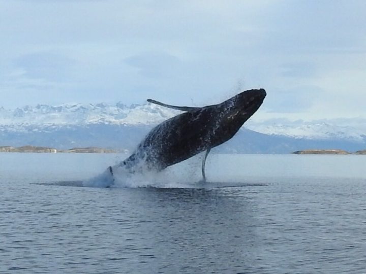 Una ballena jorobada sorprendió en el canal Beagle.