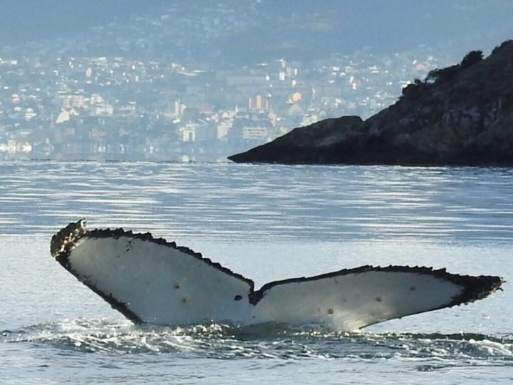Una ballena jorobada sorprendió en el canal Beagle.