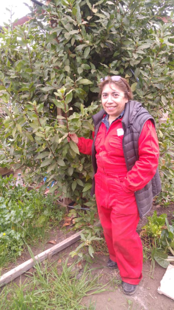 En "La Escondida" también tienen un lindo vivero con un gigante laurel.