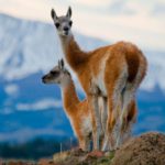 Fundación Vida Silvestre y otras asociaciones se oponen a la caza de guanacos