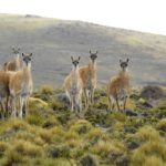 Bertone vetó la ley que habilitaba la caza indiscriminada del guanaco