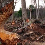 Desaparecieron 30 mil hectáreas de bosque nativo por los castores exóticos
