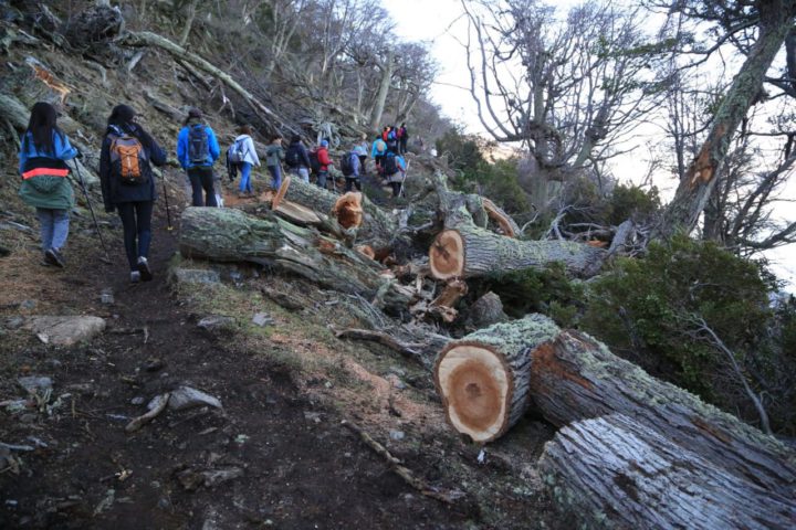 Más de 350 personas abrazaron simbólicamente un árbol para proteger el bosque nativo.