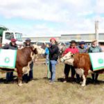 Mañana comienza la quinta exposición, jura y remate de la raza Hereford