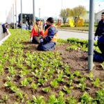 Comenzó la colocación de plantines en distintos puntos de la ciudad