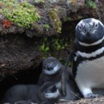 Descubren una nueva colonia de pingüinos de Magallanes