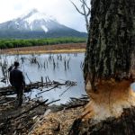 Más de 200 mil diques construyeron los castores