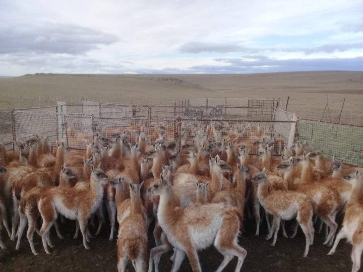 La primera exportación, de 20.000 kgs de cortes de guanaco, fue a Bélgica en 2019 y fue producido por el Frigorífico Faimali, de Patricio Heesch. En relación a la carne, explicó que “se obtiene entre 20 y 25 kg de carne sin hueso por guanaco”.