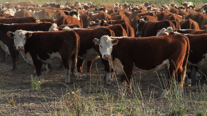 Explicó que las razas bobinas son similares a las de Tierra del Fuego. “Tenemos un 80 por ciento de raza Hereford y el resto son razas mestizas provinciales”.