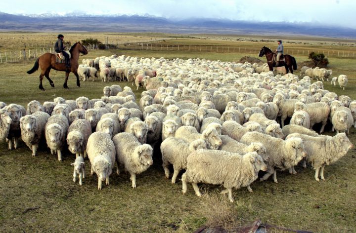 “En lo que va de este 2020 y a pesar de la pandemia, se han exportado 30 mil toneladas, según las cámaras de frigoríficos, de esos tres millones de kilos unos 500 mil, por lo menos, son de Tierra del Fuego; es decir, de animales fueguinos que fueron traídos y faenados en Santa Cruz”, detalló.